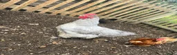 Chickens poultry for sale: Lavender Orpington Cockerel in Windsor - Advert 1