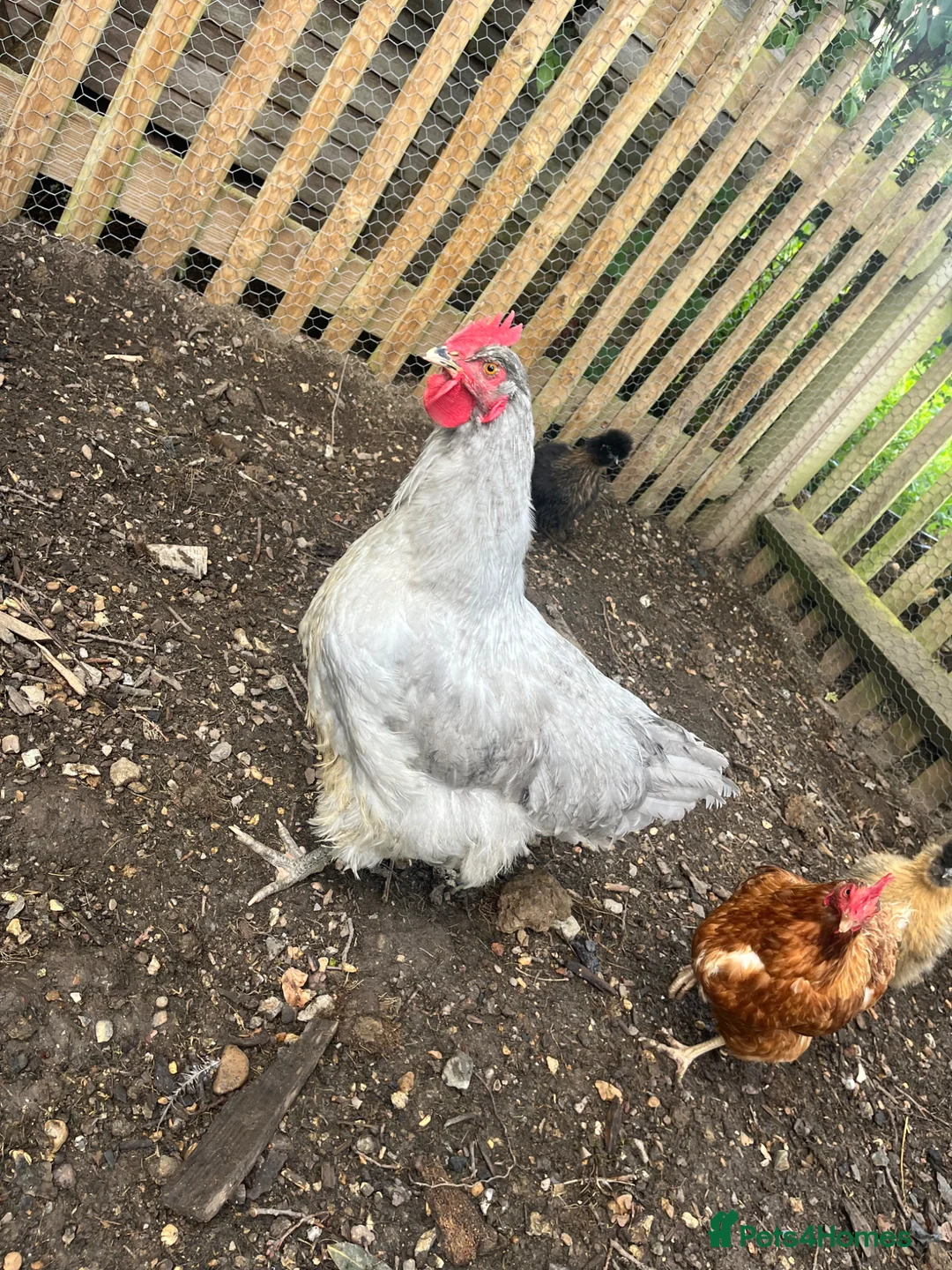 Chickens poultry for sale: Lavender Orpington Cockerel in Windsor - Advert 1