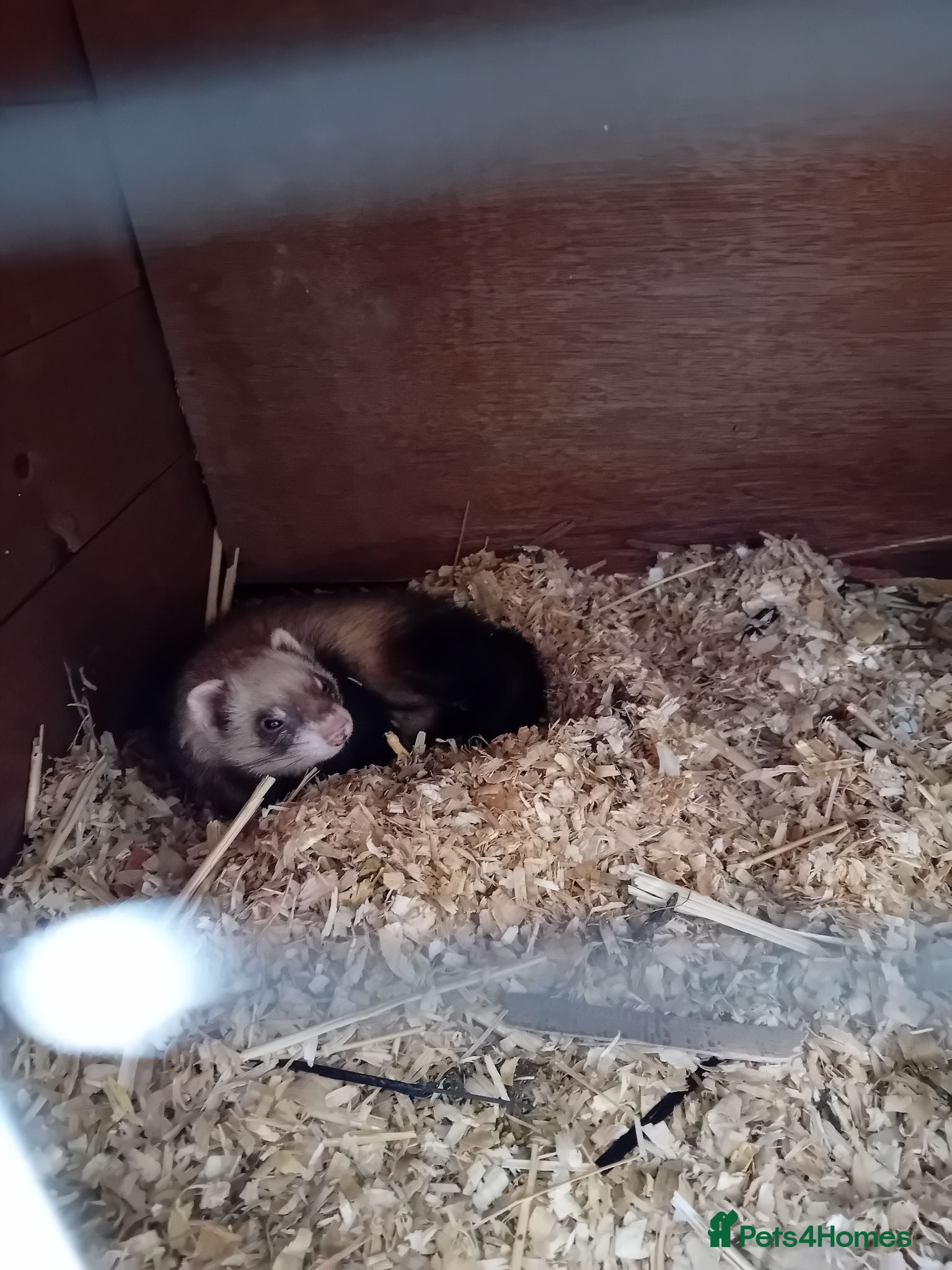 Ferret rodents Multiple ferrets looking for new homes - Advert 3