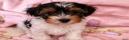 Biewer Terrier dogs for sale: Biewer Yorkshire Terrier Puppies 2 Girls, 2 Boys  - Advert 10