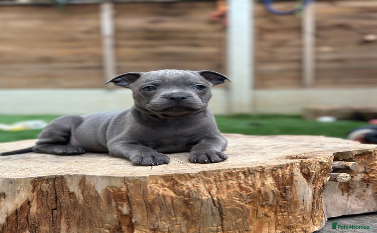 Staffordshire Bull Terrier dogs - Advert 4
