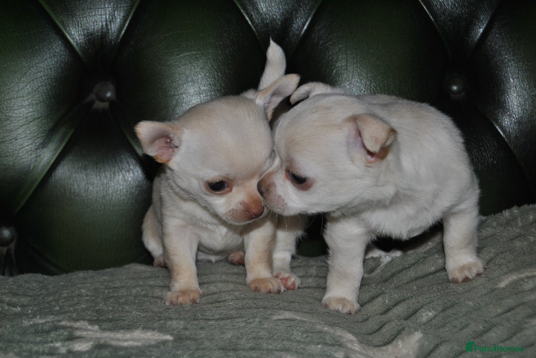 Chihuahua dogs for sale: Rare white  **  Chihuahua- girls  - Advert 6