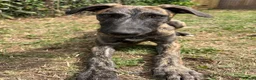 Lurcher dogs for sale: The last 2 lurcher pups.  in Skegness - Advert 18
