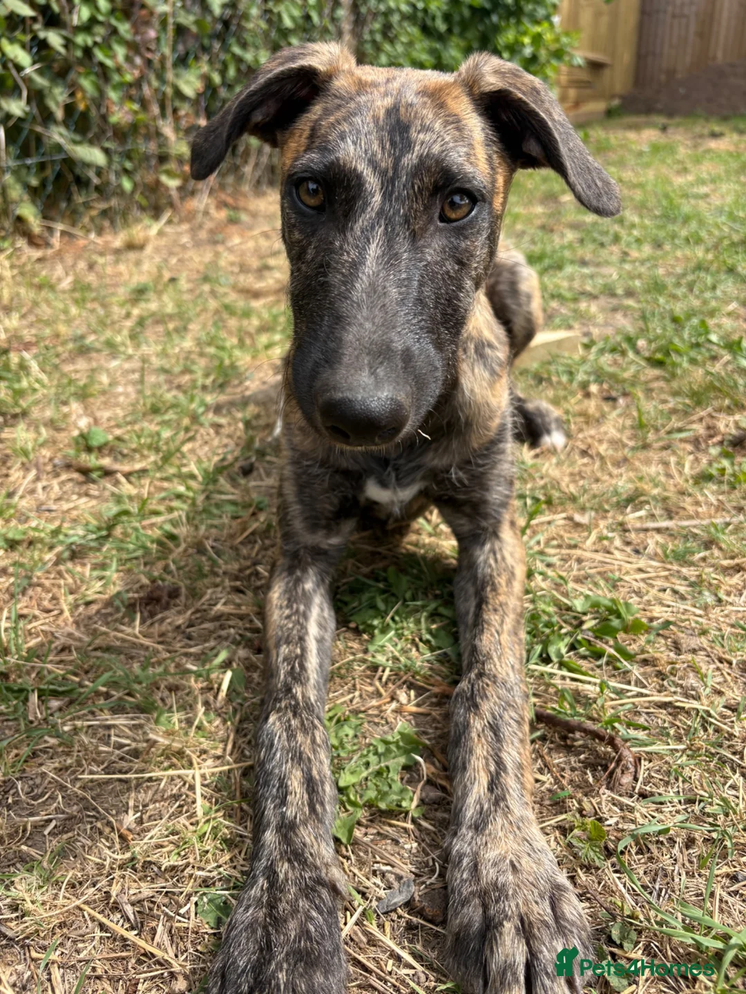 Lurcher dogs for sale: The last 2 lurcher pups.  in Skegness - Advert 18