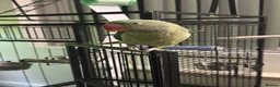 Parrots birds for sale: Tame Young Female Alexandrine - Advert 2