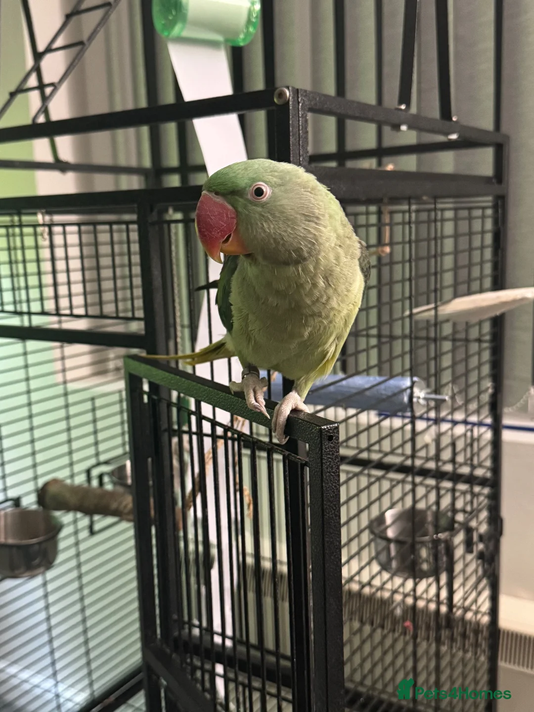 Parrots birds for sale: Tame Young Female Alexandrine - Advert 2