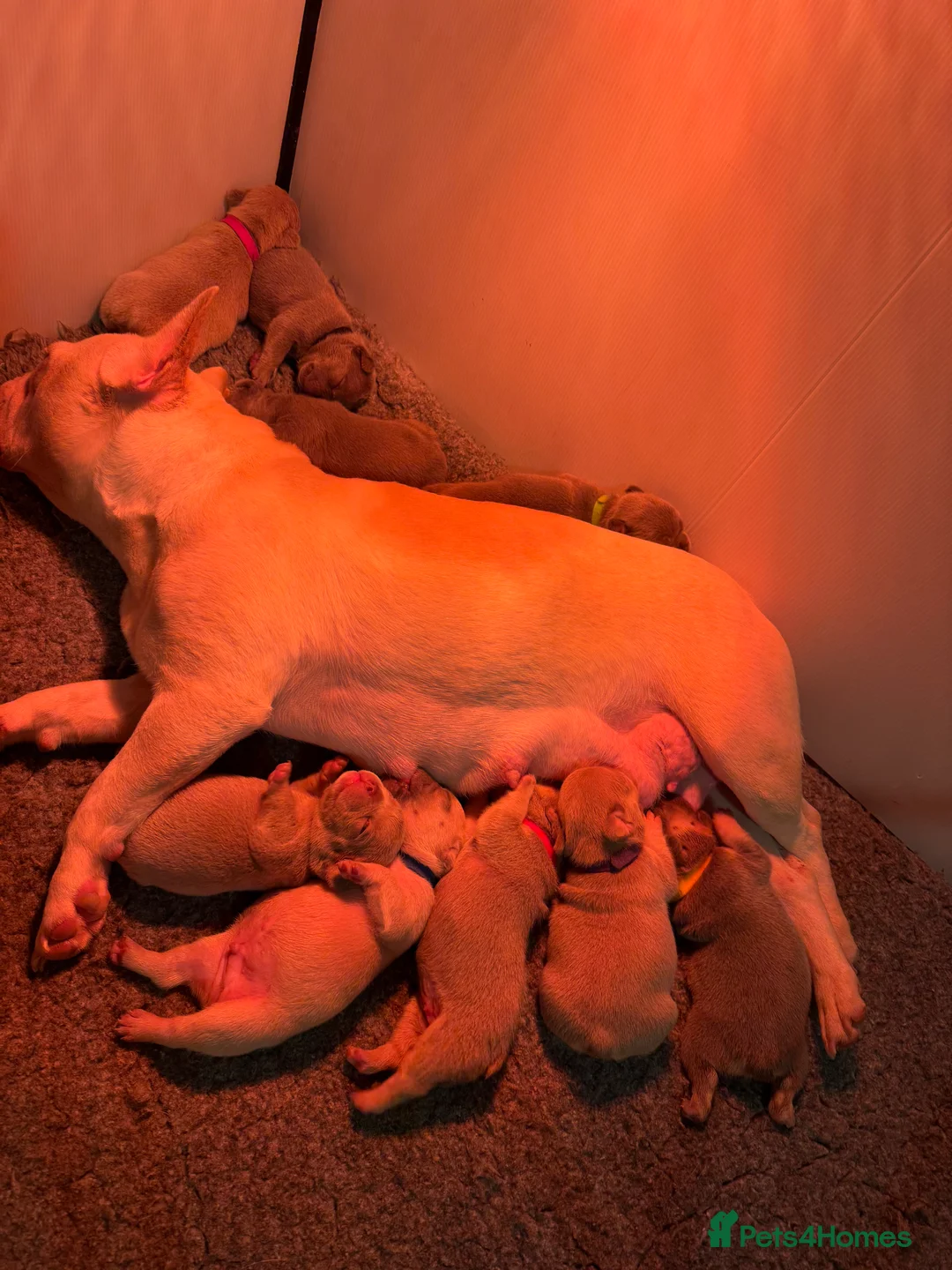 French Bulldog dogs for sale: Male French Bulldog - Advert 2