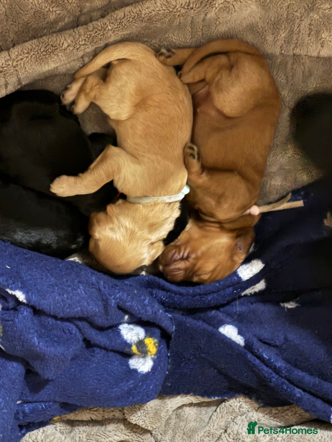 Cockapoo dogs for sale: F1 Cockapoo Puppies - Image 6