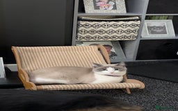 Ragdoll cats for sale: Ragdoll kittens  - Image 5