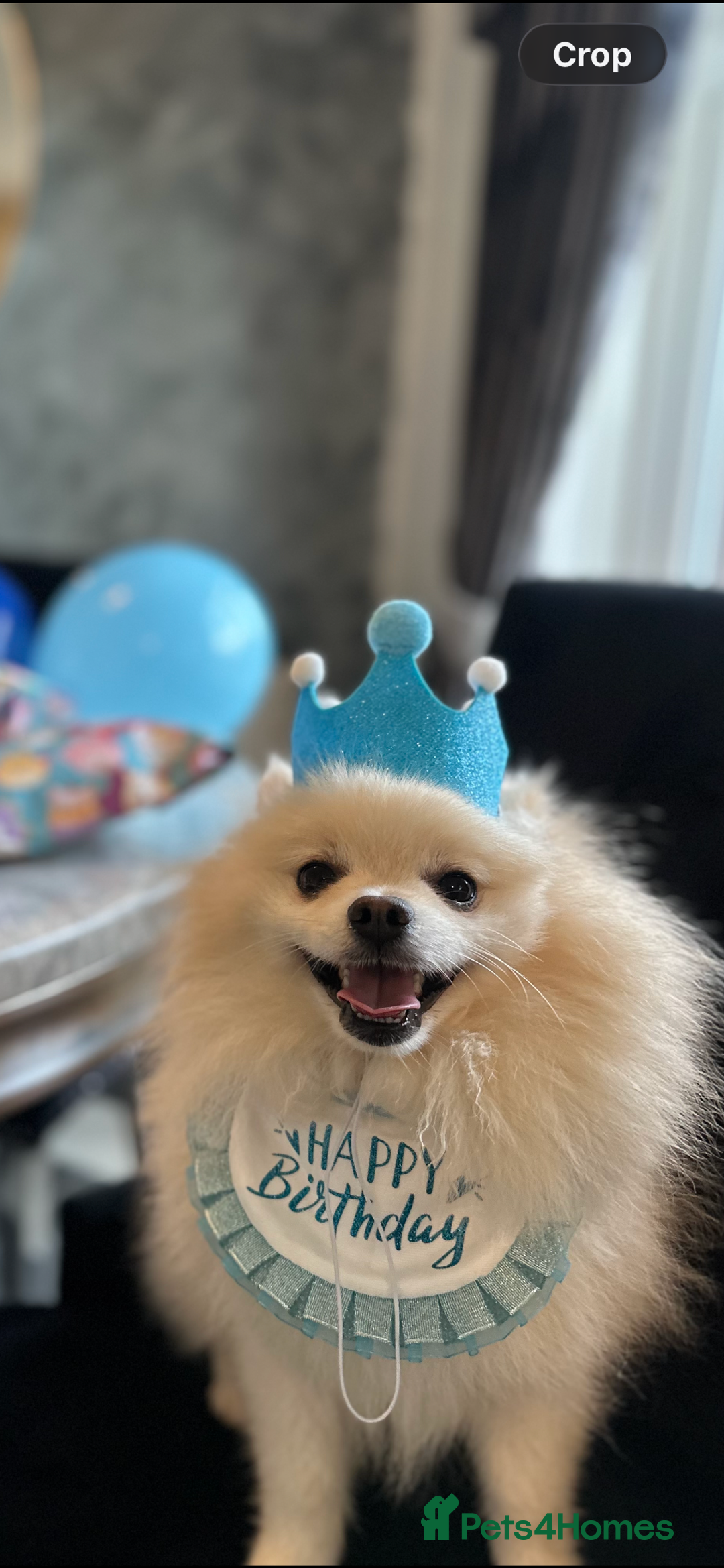 Pomeranian dogs for stud: ✨ Premium Pomeranian Stud Available – Elvis ✨ - Advert 2