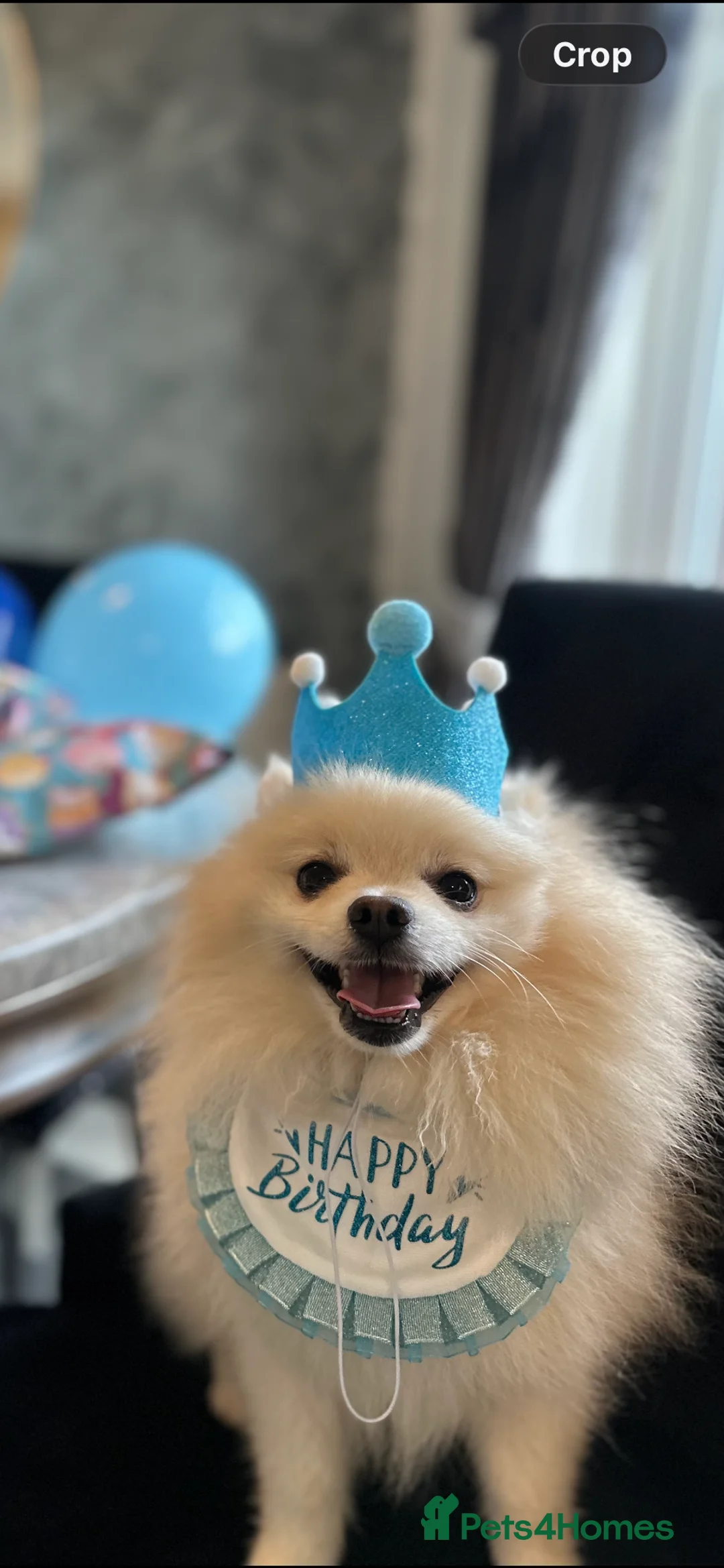 Pomeranian dogs for stud: ✨ Premium Pomeranian Stud Available – Elvis ✨ - Advert 2