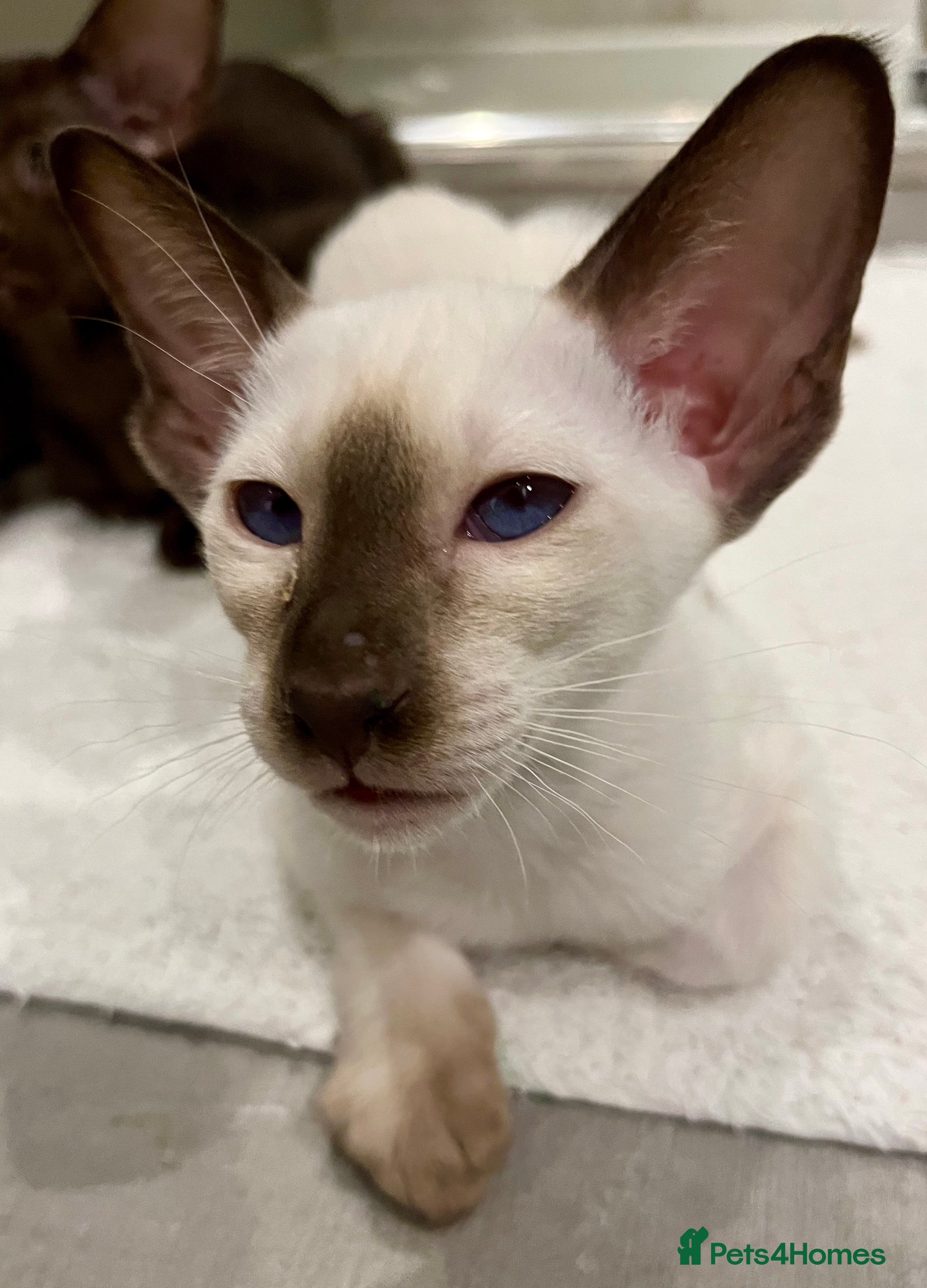 Oriental cats Supreme pedigree Oriental Siamese kittens GCCF reg - Advert 4