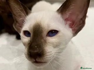 Oriental cats Supreme pedigree Oriental Siamese kittens GCCF reg - Advert 4