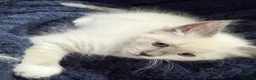 Siberian cats for sale: Home raised Siberian Neva Masquerade Kittens - Advert 8
