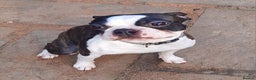 Boston Terrier dogs for stud: Brindle Male Stud in Middlesbrough - Advert 3