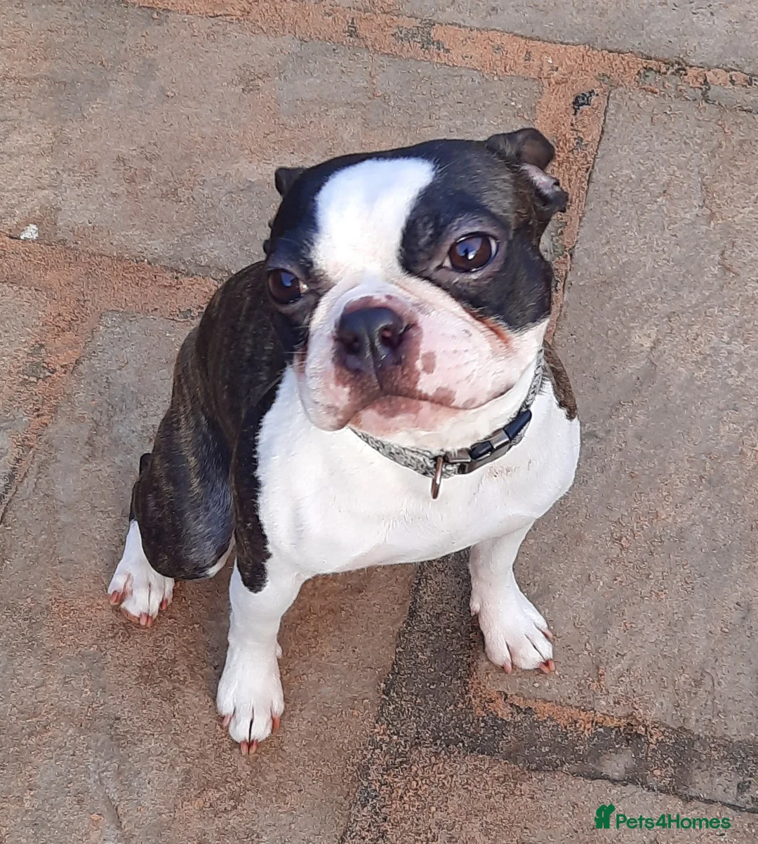 Boston Terrier dogs for stud: Brindle Male Stud in Middlesbrough - Advert 3
