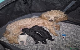 Maltipoo dogs for sale: Maltipoo puppies ready in 8 weeks  - Image 1