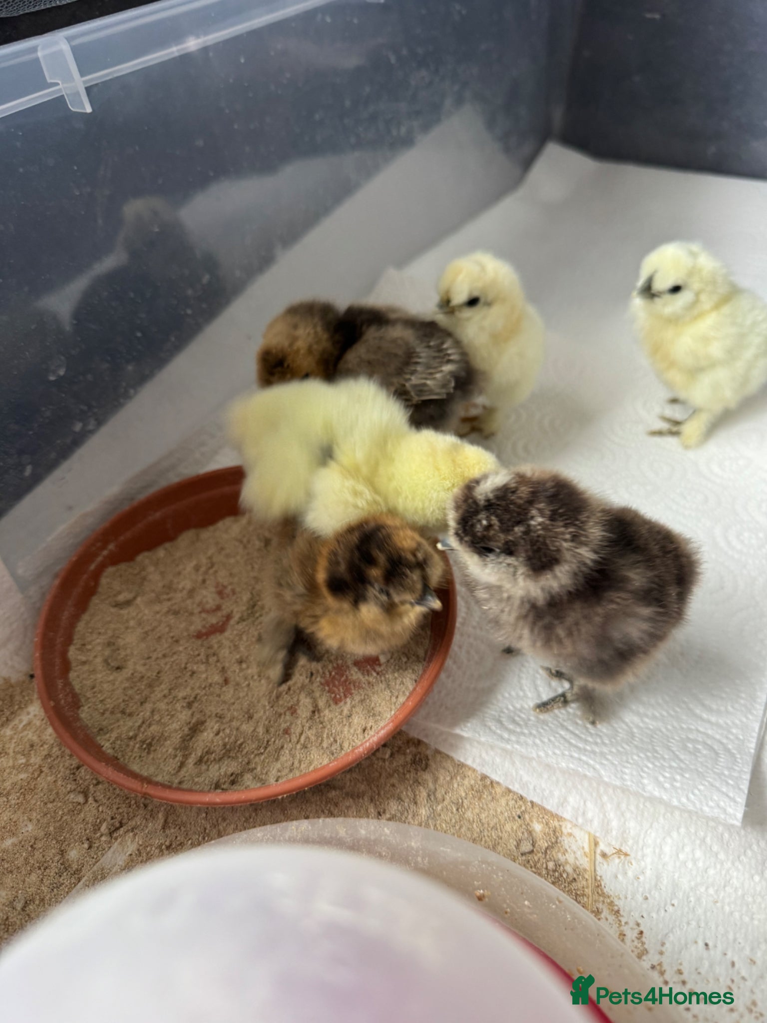 Chickens poultry Silkie Chicks - Advert 2