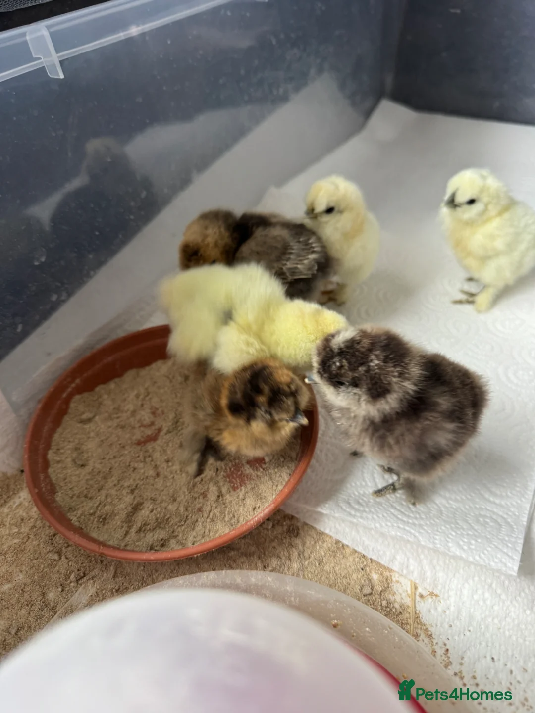 Chickens poultry for sale: Silkie Chicks - Advert 2