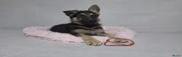 German Shepherd dogs for sale: Beautiful German shepherd puppies - Advert 10