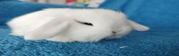 Mini Lop rabbits for sale: Baby mini lops for sale  - Advert 4