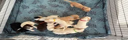 Cocker Spaniel dogs for sale: Beautiful Cocker spaniel puppies for sale - Advert 22