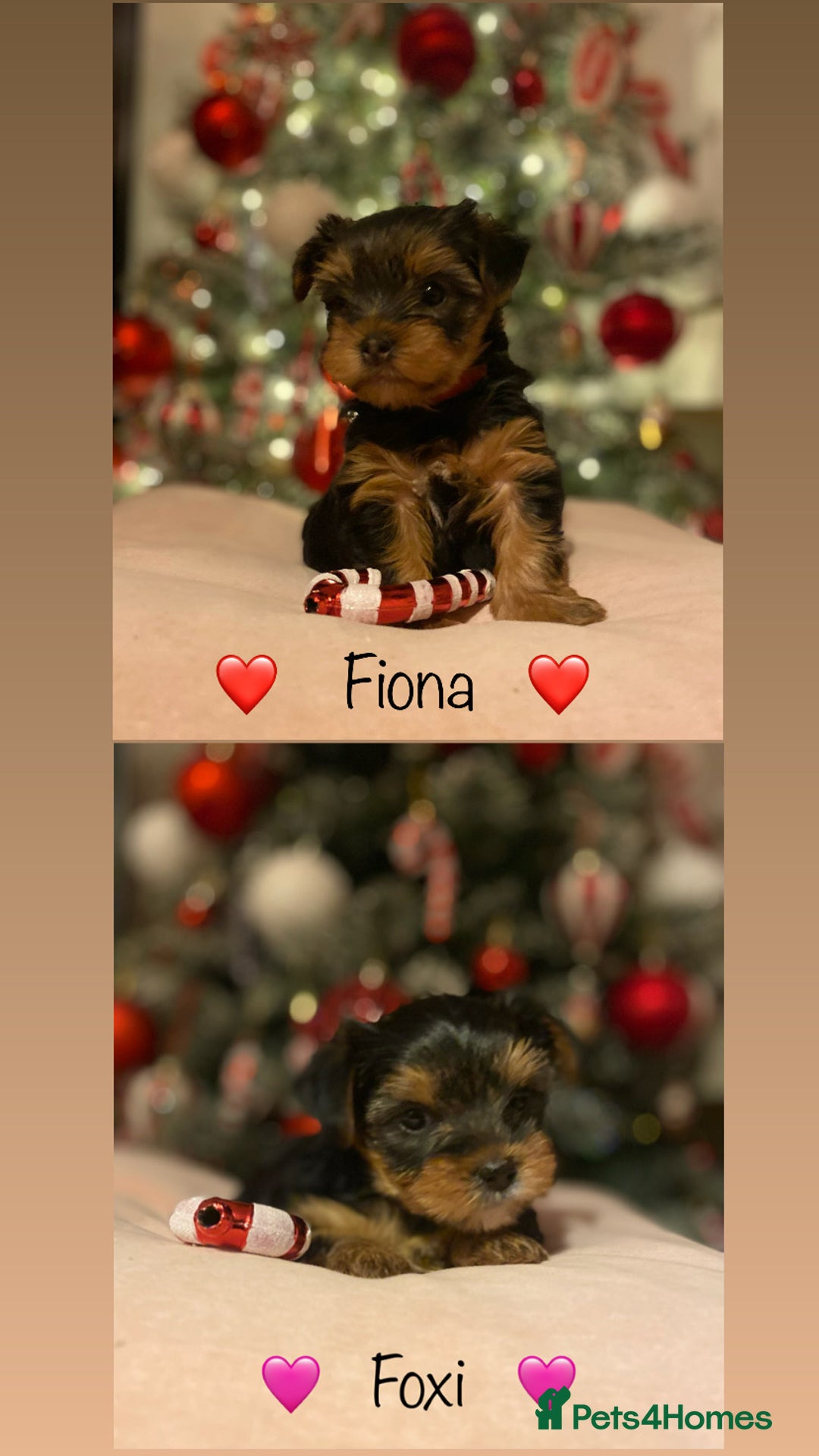 Yorkshire Terrier dogs for sale: Beautiful 2 Girls Yorkshire Terrier Pedigree  - Advert 10