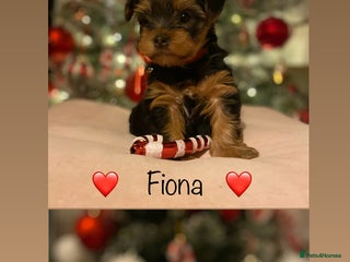 Yorkshire Terrier dogs Beautiful 2 Girls Yorkshire Terrier Pedigree - Advert 1