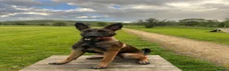 Belgian Shepherd Dog dogs for sale: 5 month old female malinois in Havant - Advert 1