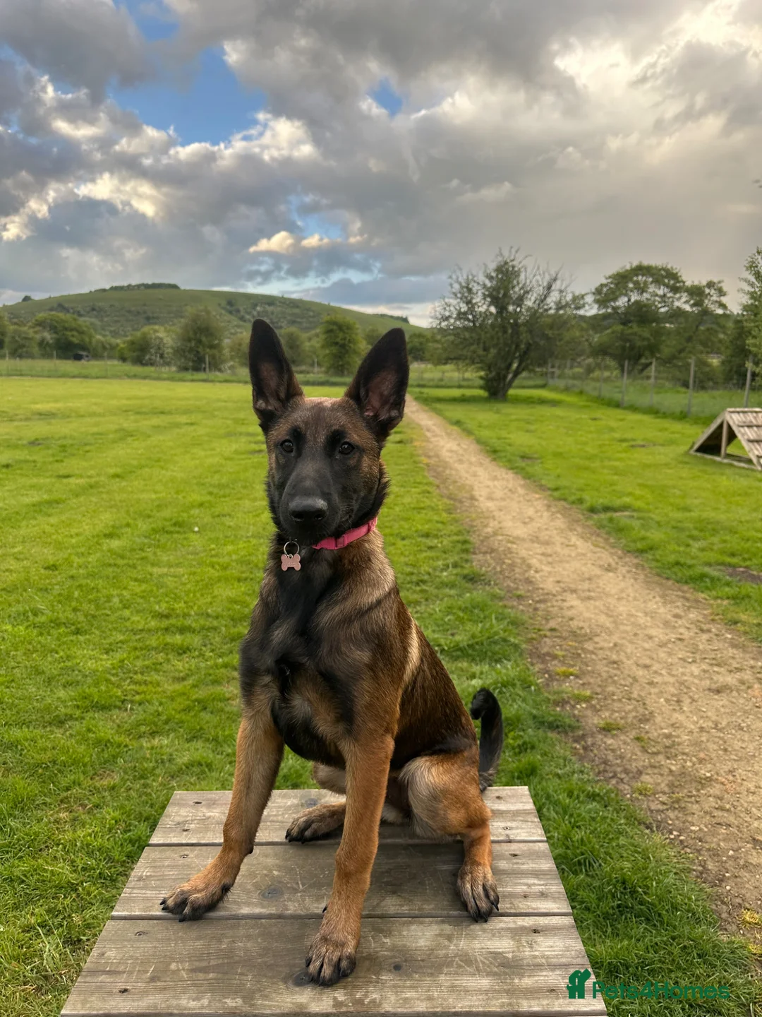 Belgian Shepherd Dog dogs for sale: 5 month old female malinois in Havant - Advert 1
