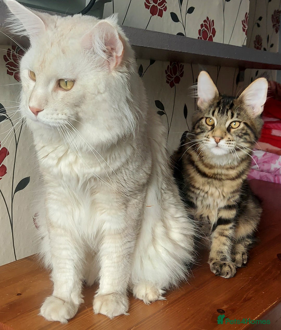 Maine Coon cats for sale: Purebred Maincoon kittens - Image 6