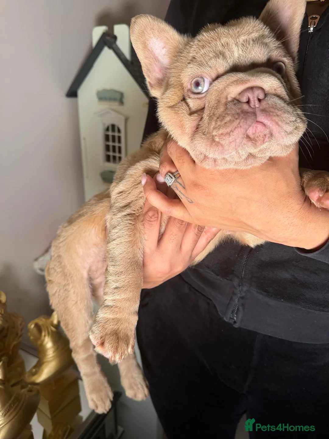 French Bulldog dogs for sale: Reduced!!!!! Our blue eyed boy Shadrack💙💙💙 - Advert 4