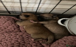 Pomchi dogs for sale: 2x Boy 1x Girl Pomchi Puppies   - Image 5