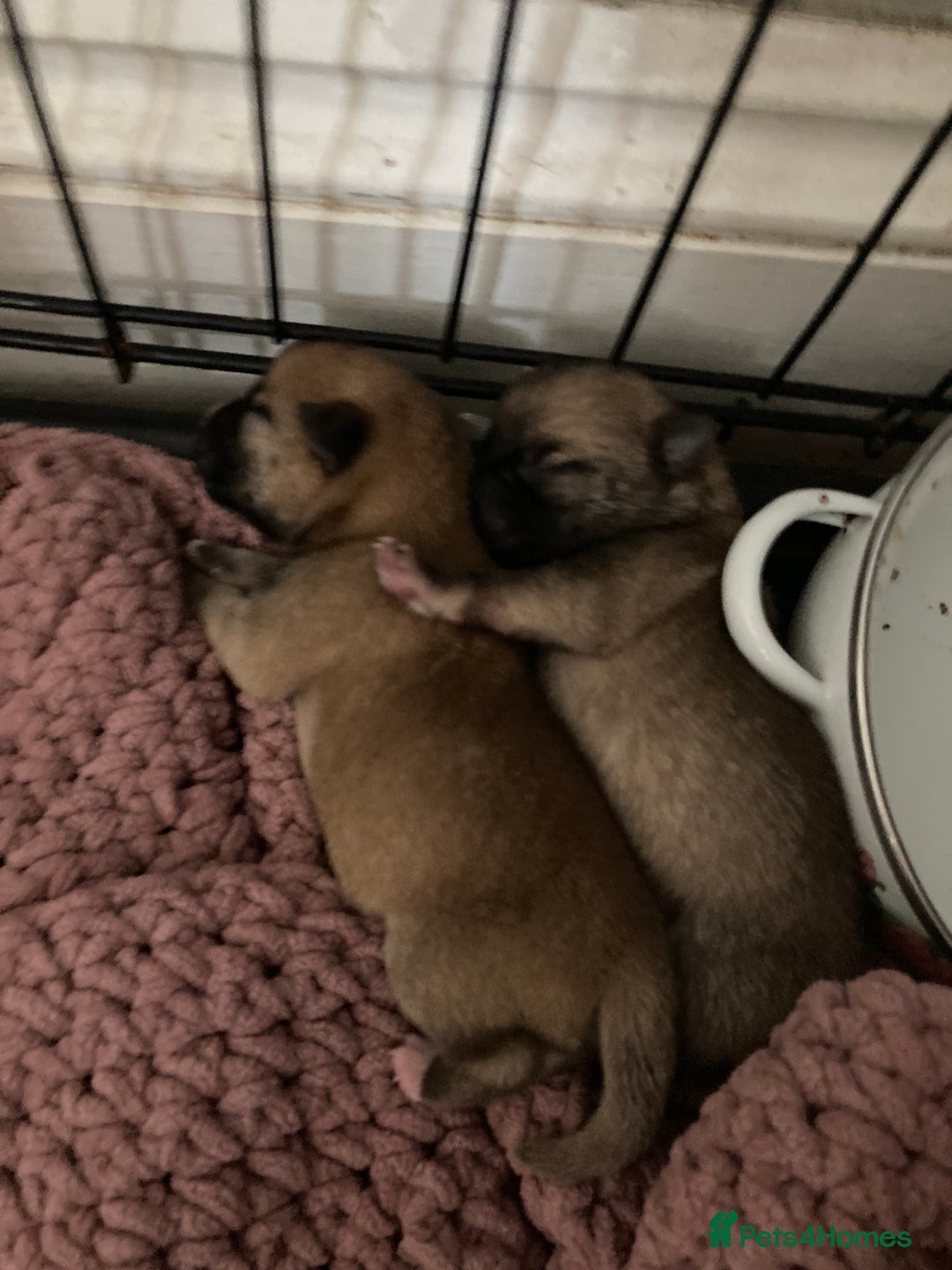 Pomchi dogs for sale: 2x Boy 1x Girl Pomchi Puppies   - Image 5