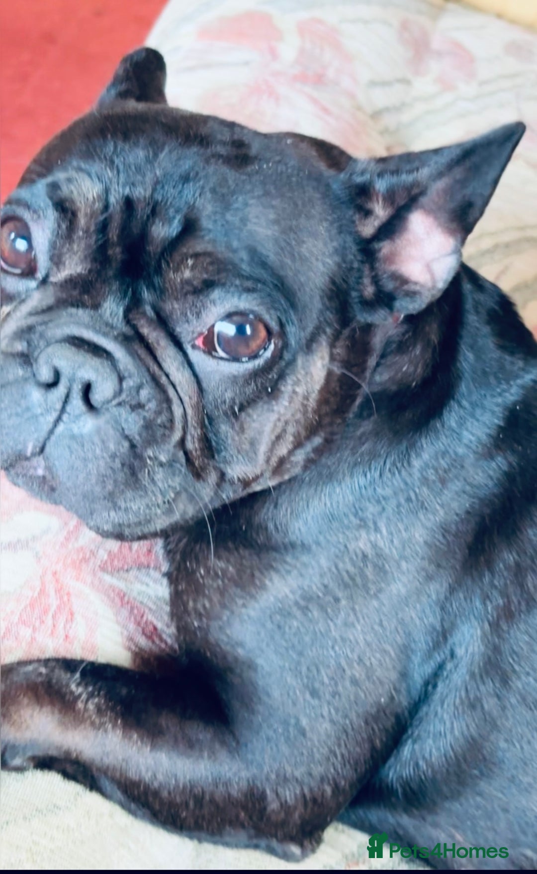 Mixed Breed dogs for sale: 3 Boy Puppies Available  - Image 6