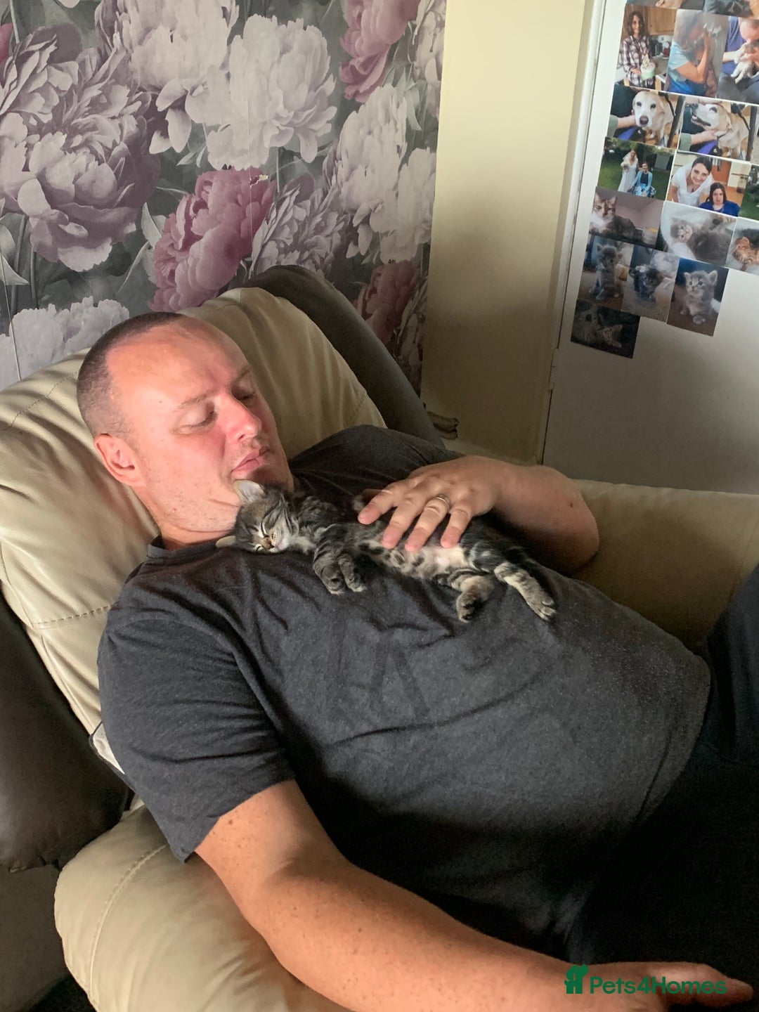Mixed Breed cats for sale: Mollie and blackie  - Image 3