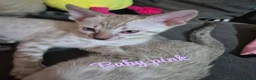 Bengal cats for sale: Female snow bengal kitten in Hamilton - Advert 5