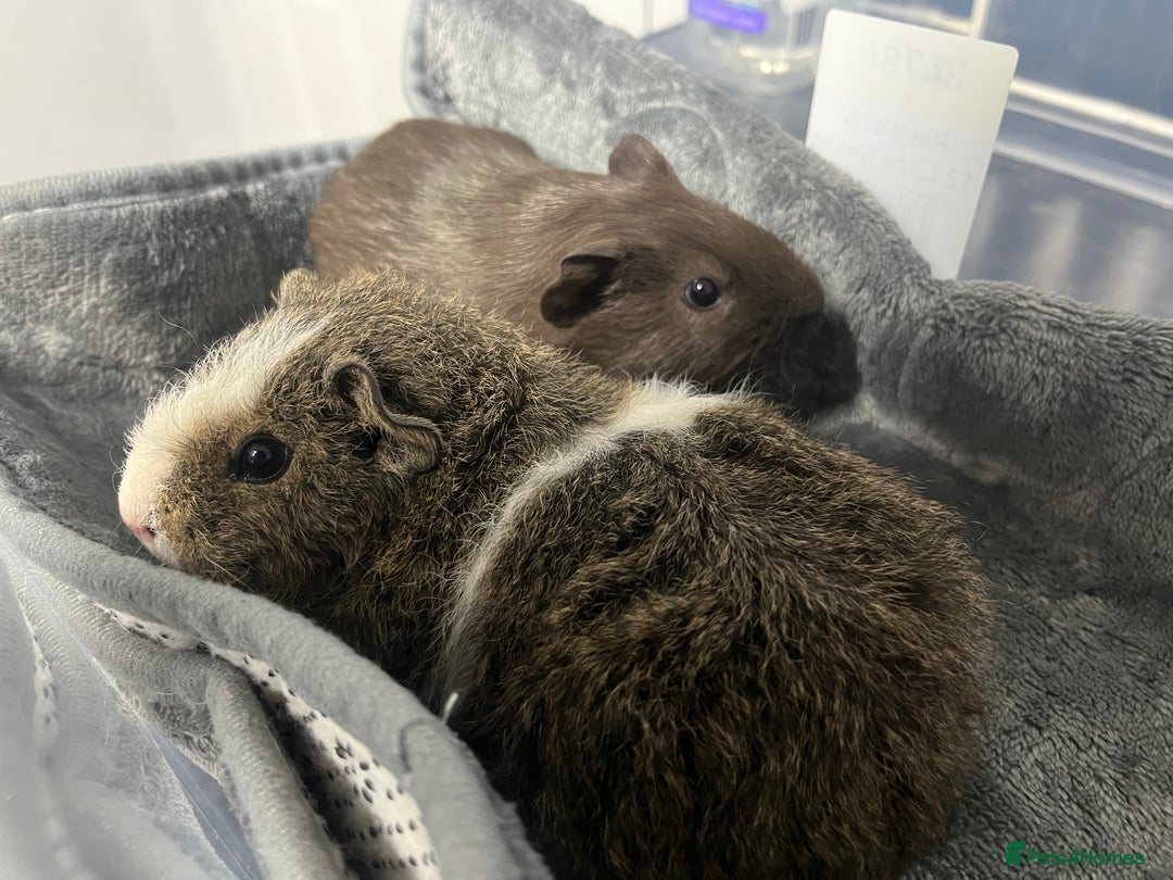 Guinea Pig rodents for sale: Adorable pair of bonded brothers. 5 weeks old  - Advert 2
