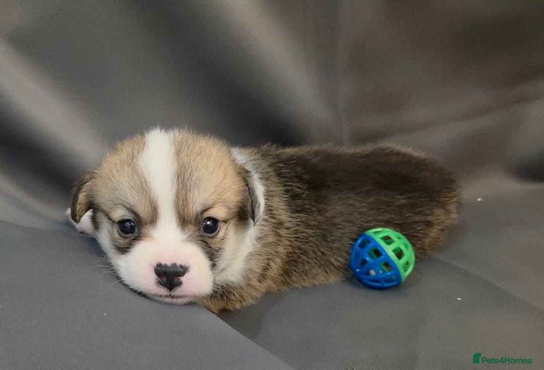 Welsh Corgi Pembroke dogs for sale: 33rd Generation RKC Pembroke Corgi Pups - Advert 15