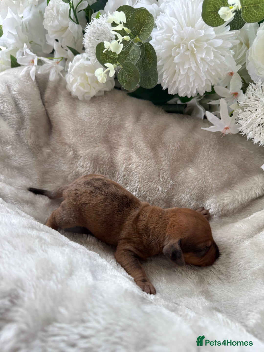Miniature Dachshund dogs for sale: ⭐️Beautiful litter Of Rainbow Dachshund Puppies⭐️ - Image 26