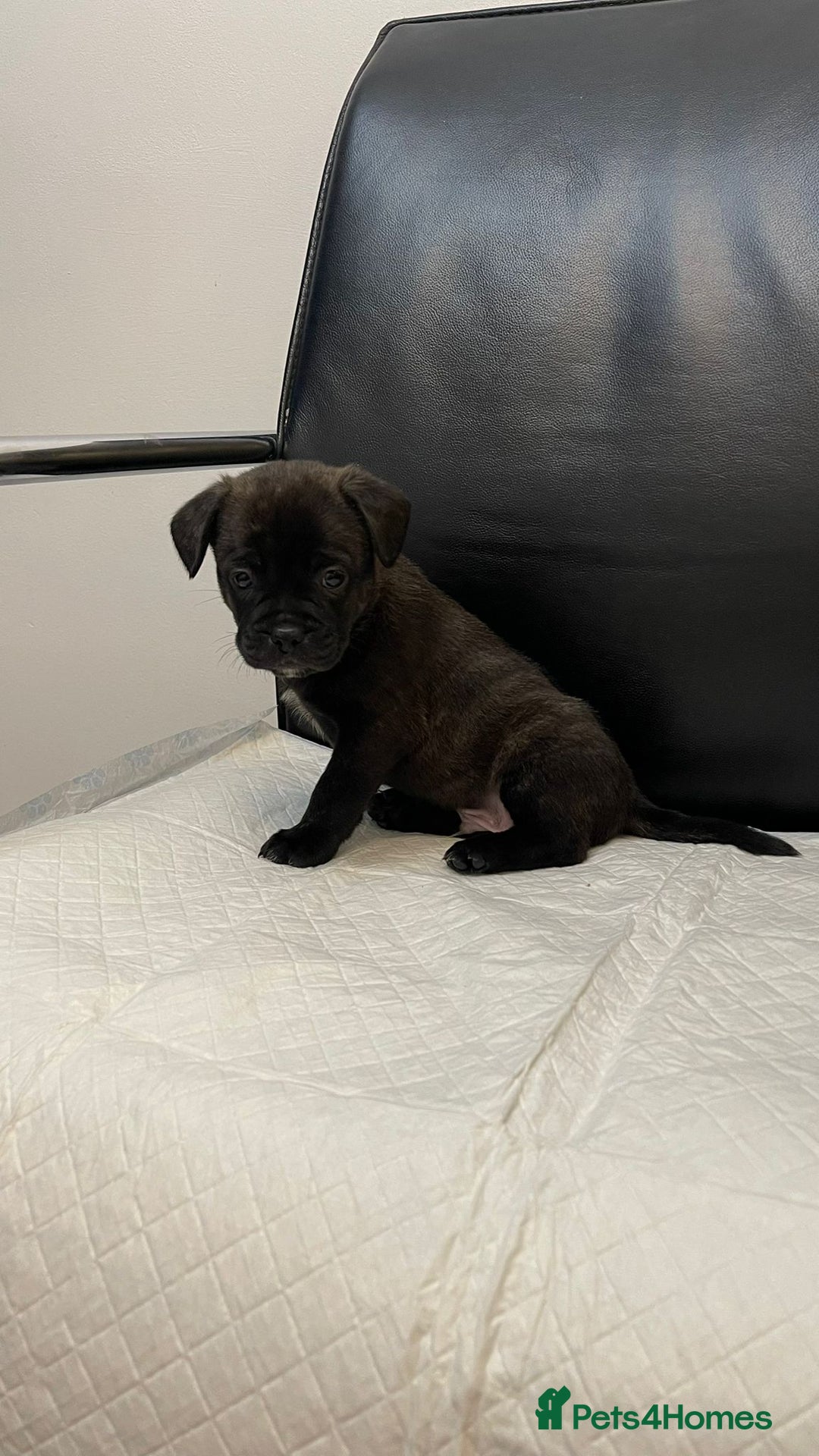 Mixed Breed dogs for sale: French bulldog mixt - Advert 6