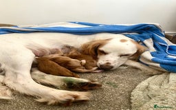 Cocker Spaniel dogs for sale: Golden & Red Working Cocker Spaniel Puppies - Image 4
