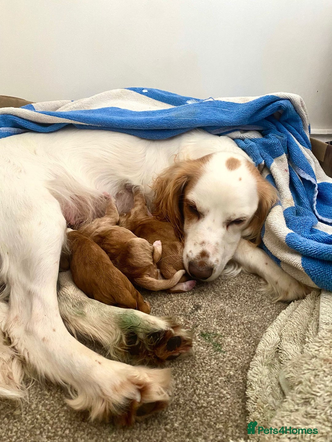 Cocker Spaniel dogs for sale: Golden & Red Working Cocker Spaniel Puppies - Image 4