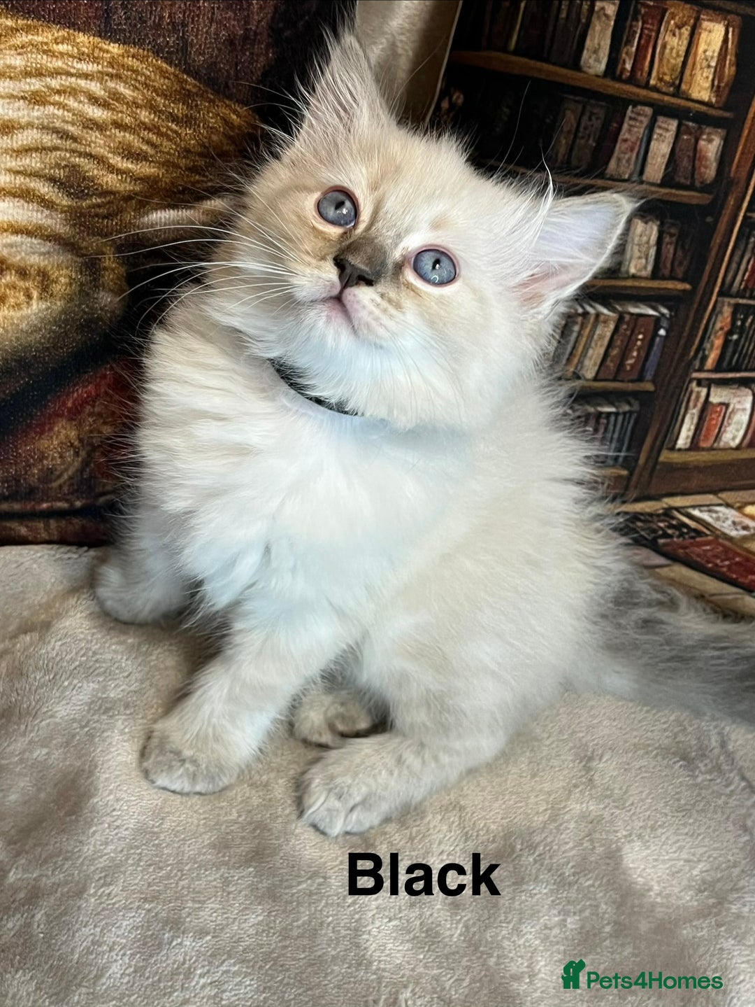 Ragdoll cats for sale: ❤️Amazing Pure Ragdoll Girls Waiting Loving Family - Advert 12