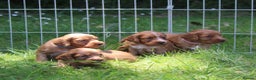Cocker Spaniel dogs for stud: Fully Health Tested Dark Red W/Cocker Spaniel Stud in Totnes - Advert 8