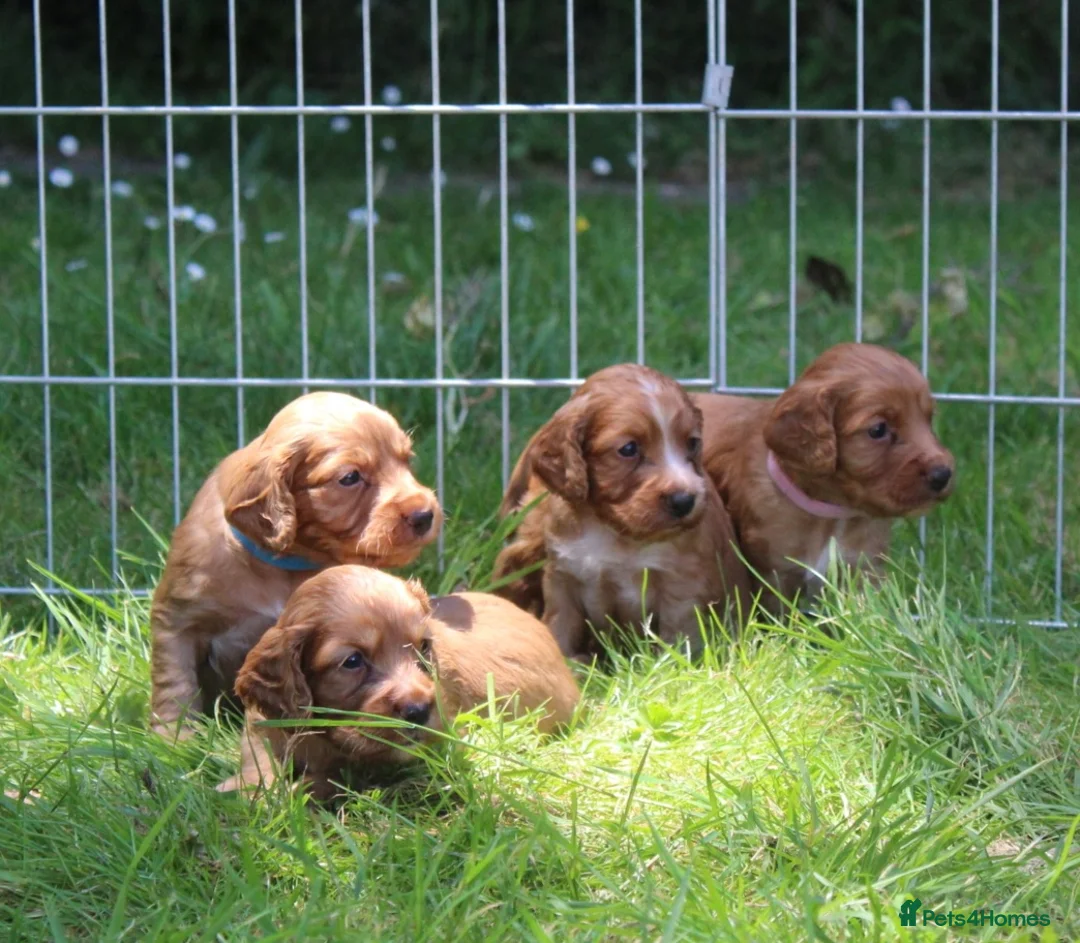 Cocker Spaniel dogs for stud: Fully Health Tested Dark Red W/Cocker Spaniel Stud in Totnes - Advert 8
