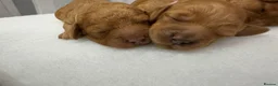 Cockapoo dogs for sale: 🐶 Beautiful Cockapoo Puppies ❤️ in Swadlincote - Advert 20