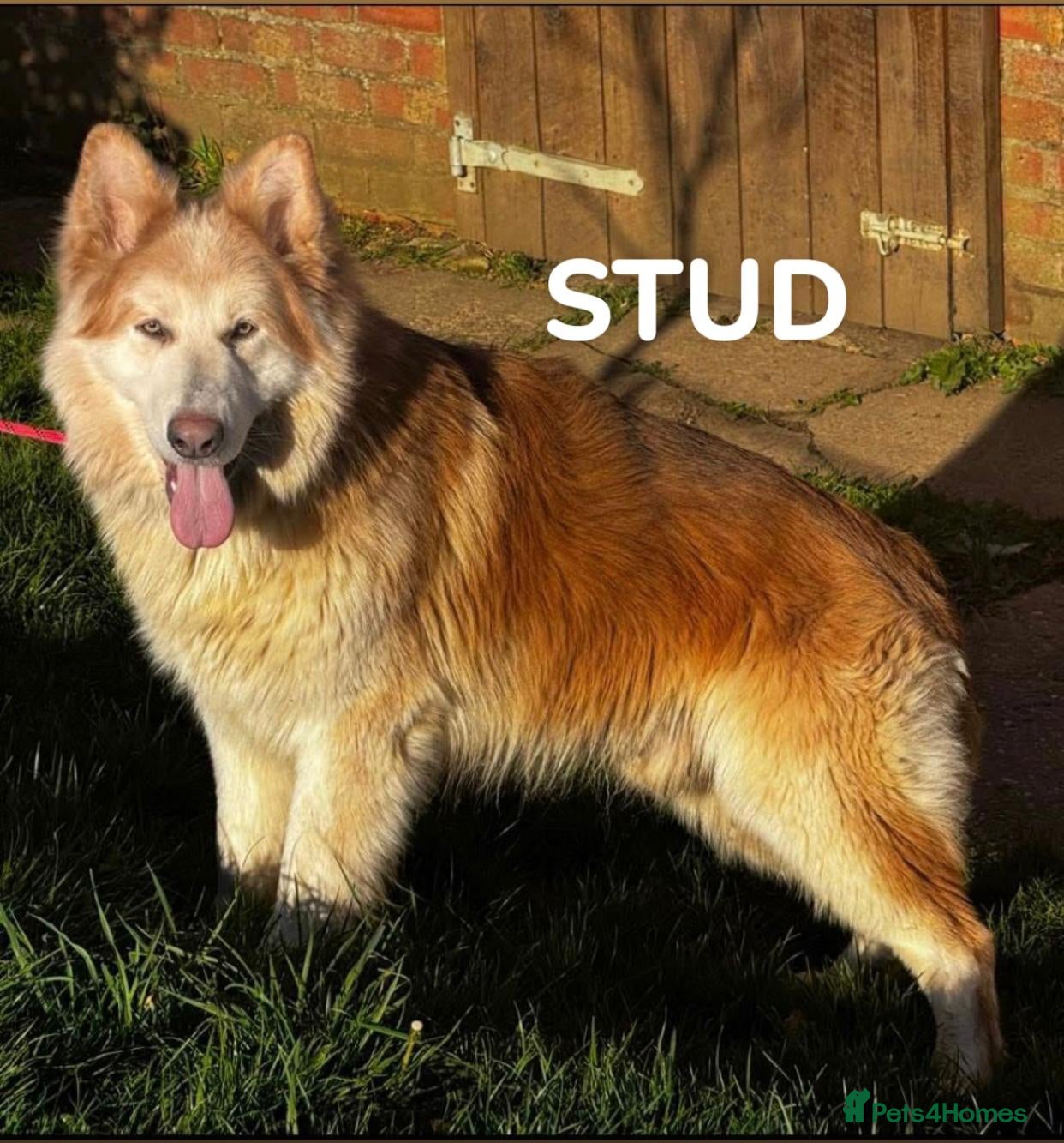 German Shepherd dogs *Stunning KC German Shepherds* - Advert 2