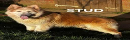 German Shepherd dogs for sale: *Stunning KC German Shepherds* - Advert 2