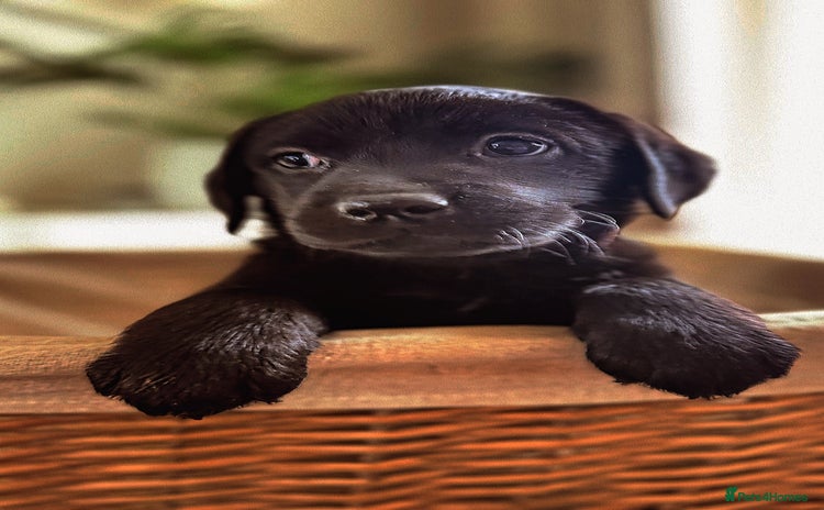 Labrador Retriever dogs - Advert 2